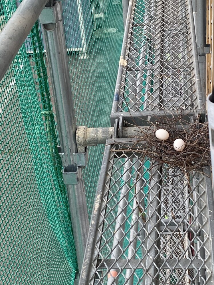 鳥獣保護法